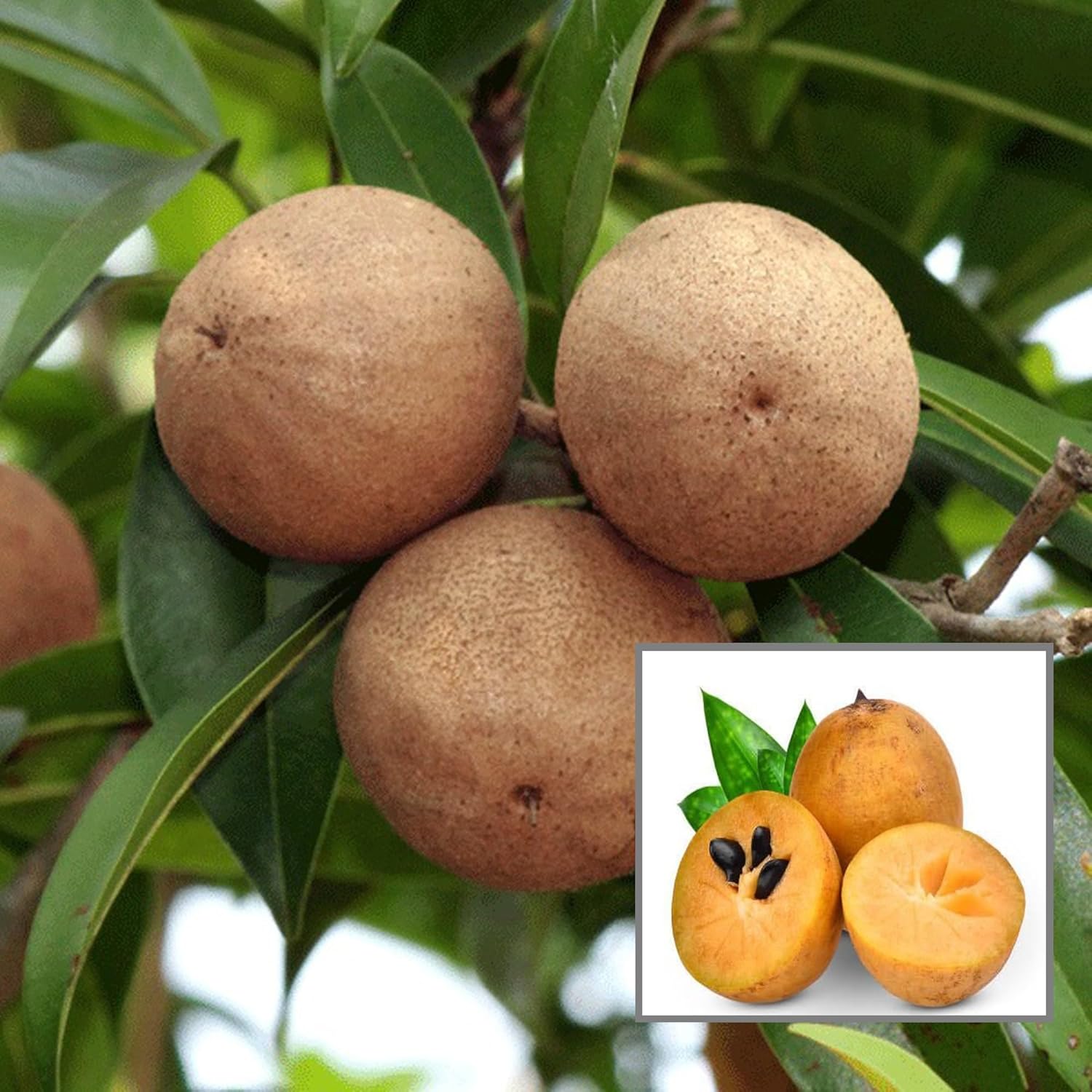 Sapota ( Cricket Ball Chikoo)