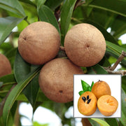 Sapota ( Cricket Ball Chikoo)