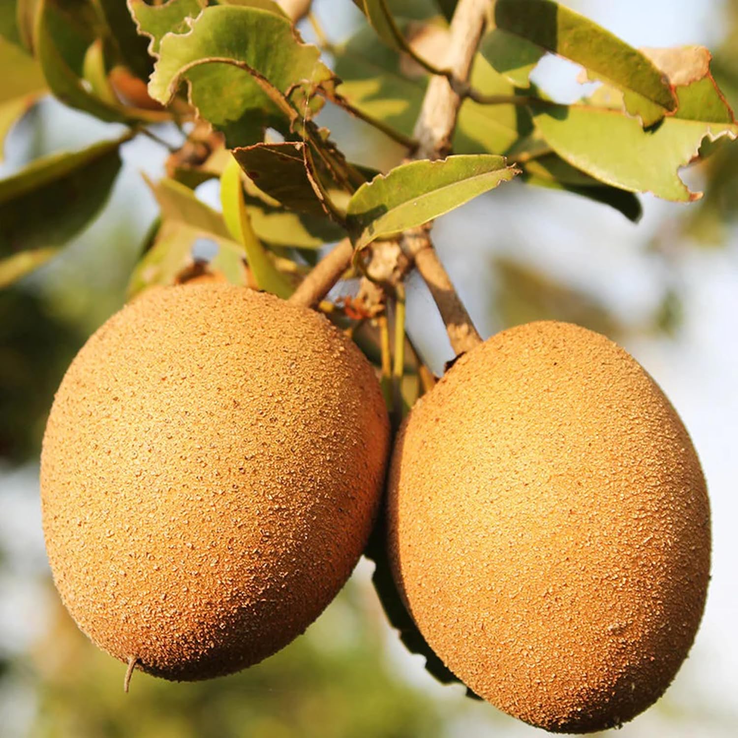 Sapota ( Cricket Ball Chikoo)