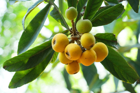 Lokaat (Loquat)