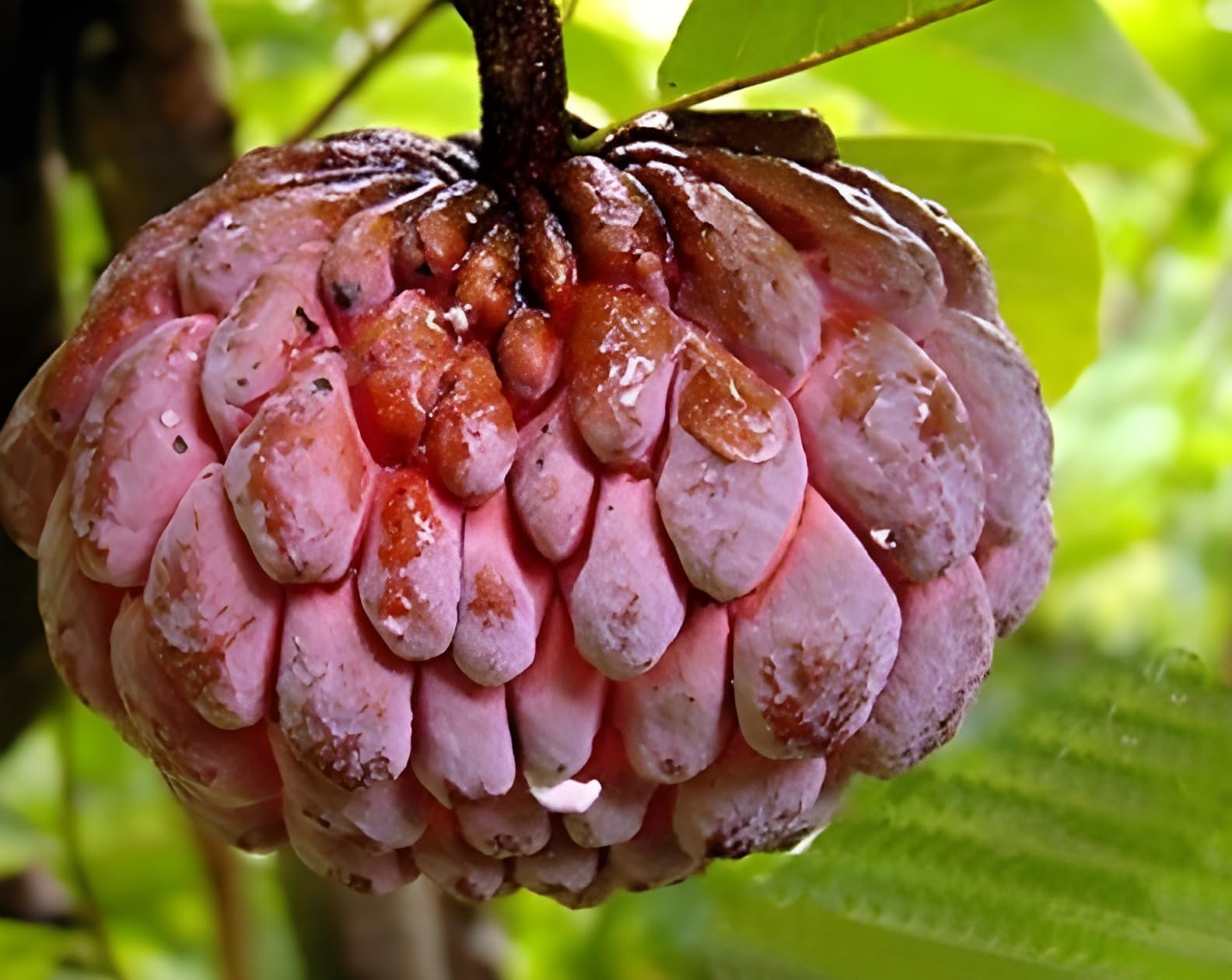 Custard Apple Red Variant