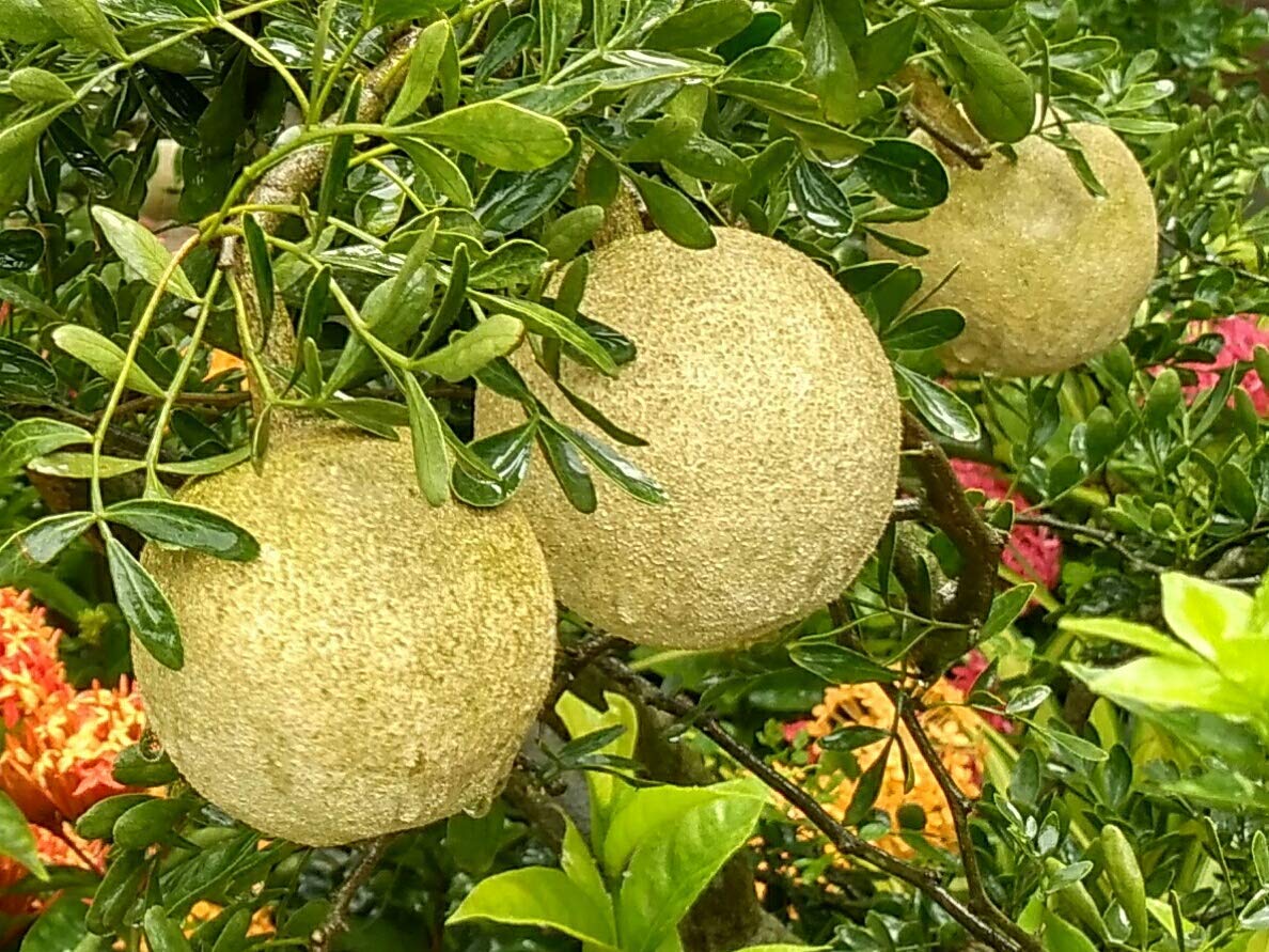 Wood Apple (Bael)- 1 pcs