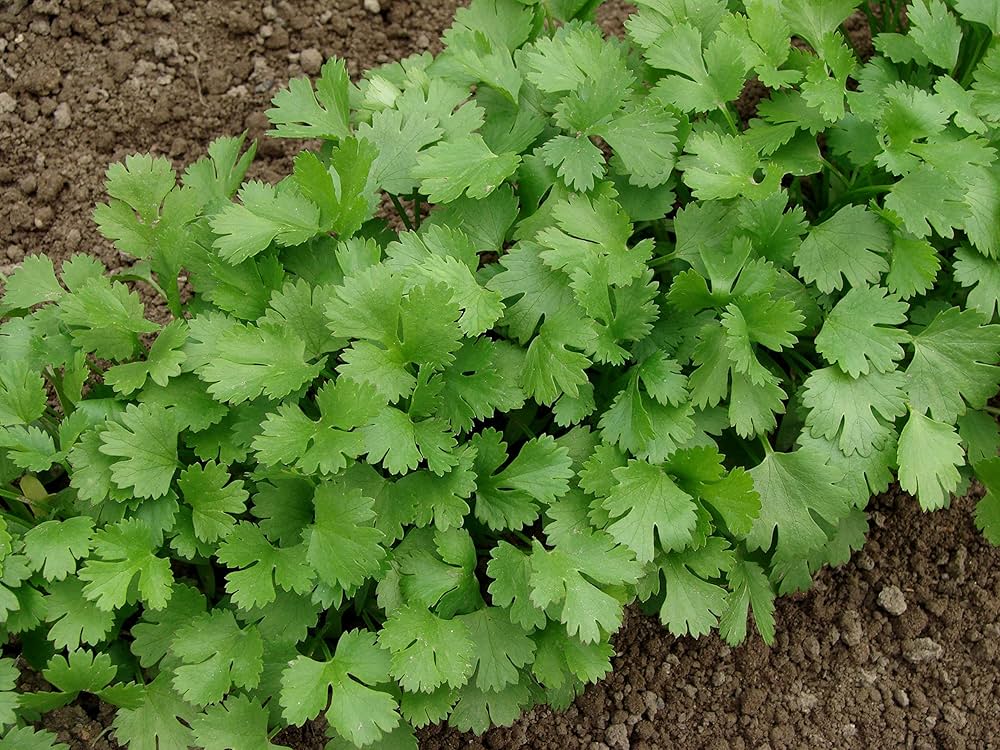 Coriander Leaves- Bunch