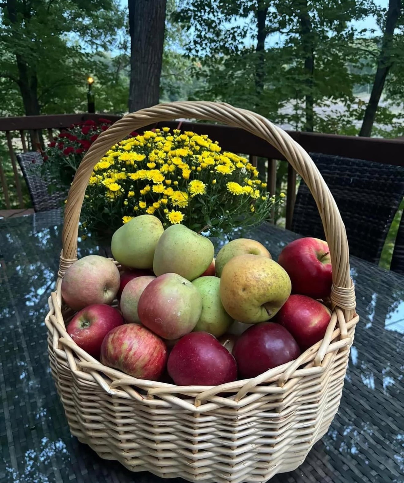 Apple (Himachali)