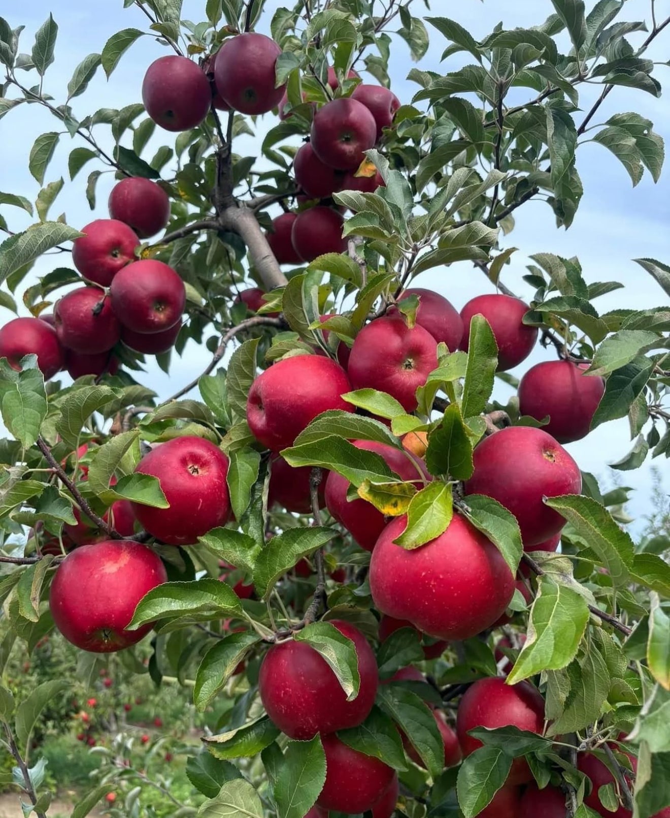 Apple (Himachali)