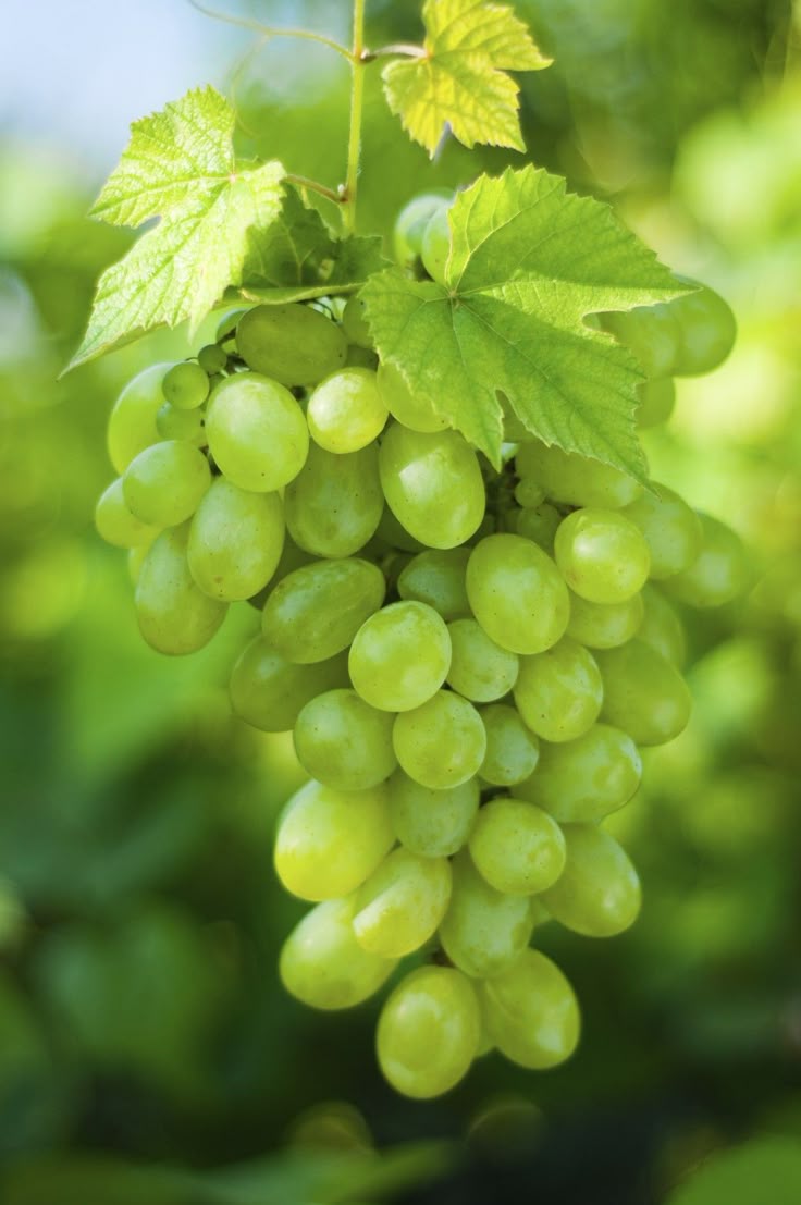 Grapes (Green)