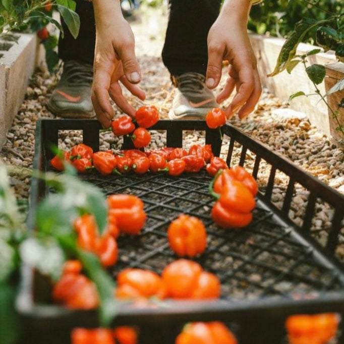 Zaphira Organic Farms