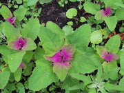 Bathua - bunch