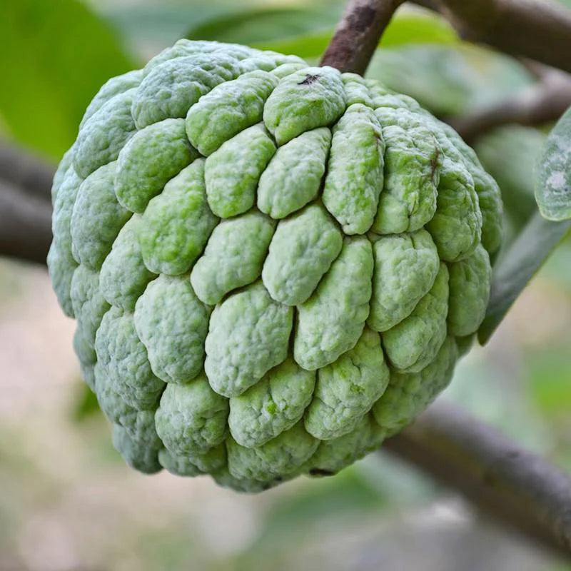 Custard Apple Hybrid (Balanagar)
