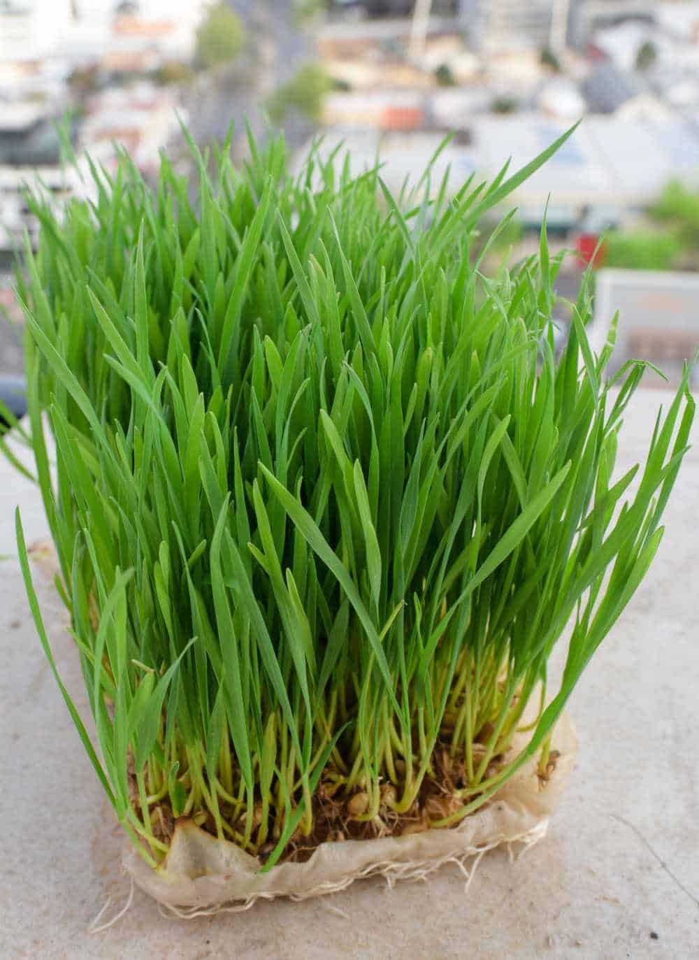 Wheatgrass Shot (60ml)